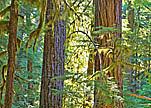 south santiam forest small graphic